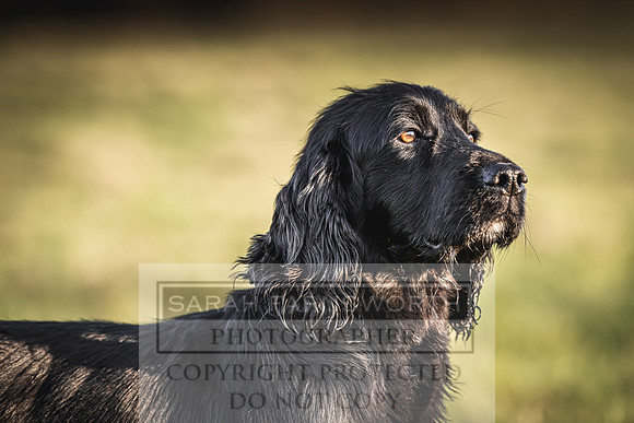 Avonmeadow Stud Dogs-103