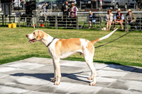 Builth Hound Show 2019-9