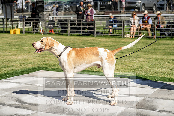 Builth Hound Show 2019-9