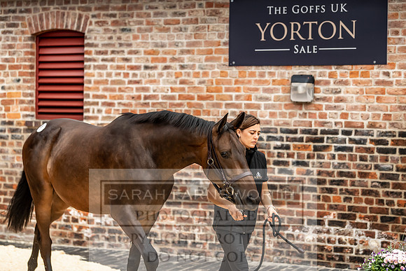 GUK Yorton Sale 2019-302