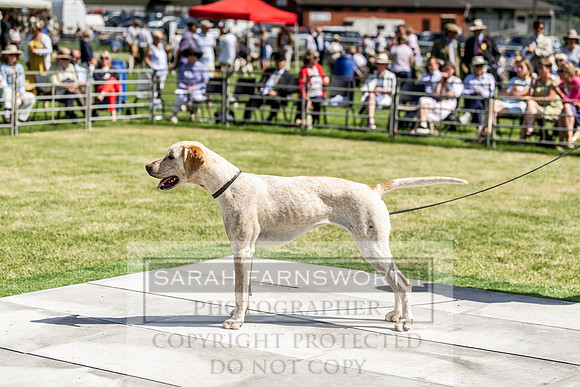 Builth Hound Show 2019-168