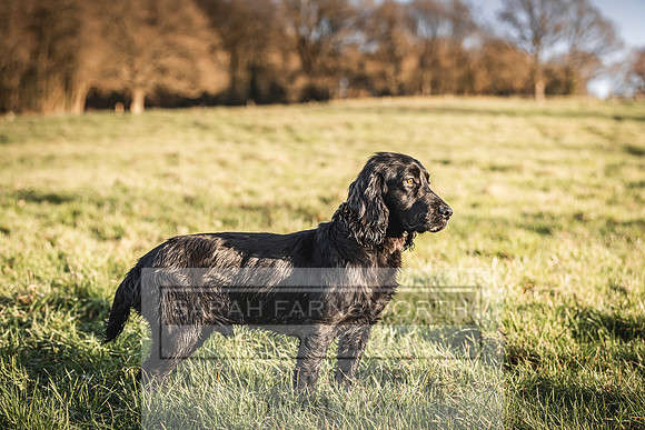 Avonmeadow Stud Dogs-101