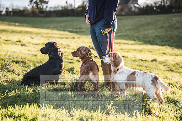 Avonmeadow Stud Dogs-54