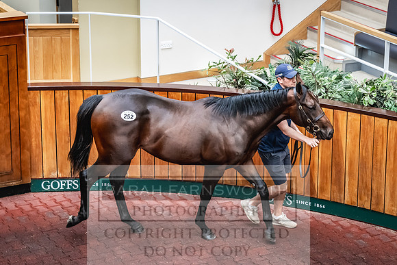 Goffs UK PY24-389