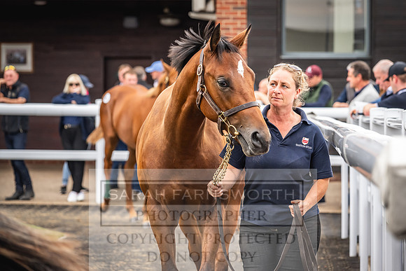 Goffs UK PY24-525