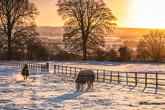 Snowy Cotswolds January 2021-21