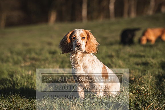 Avonmeadow Stud Dogs-24