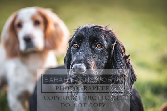 Avonmeadow Stud Dogs-150