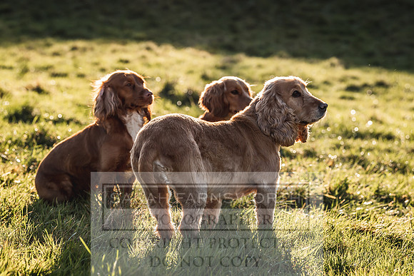 Avonmeadow Stud Dogs-41