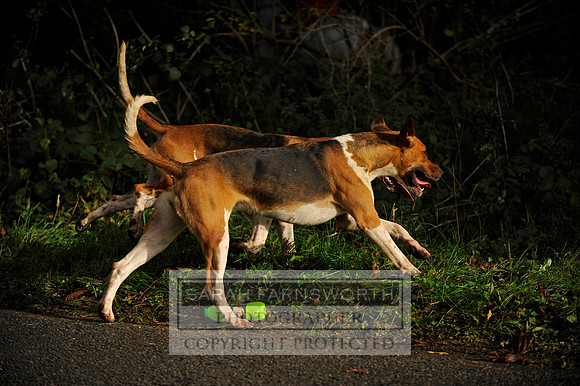 Brocklesby 021113 CF3 663