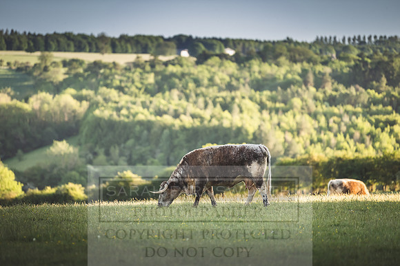 Cotswolds May 2020-1