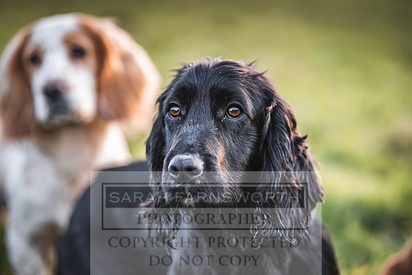 Avonmeadow Stud Dogs-151