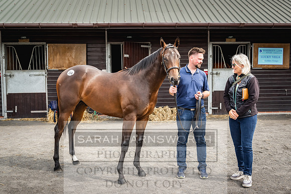 Goffs UK PY24-462