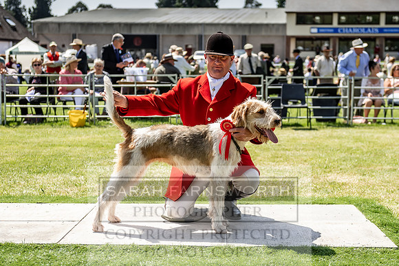 Builth Hound Show 2019-157