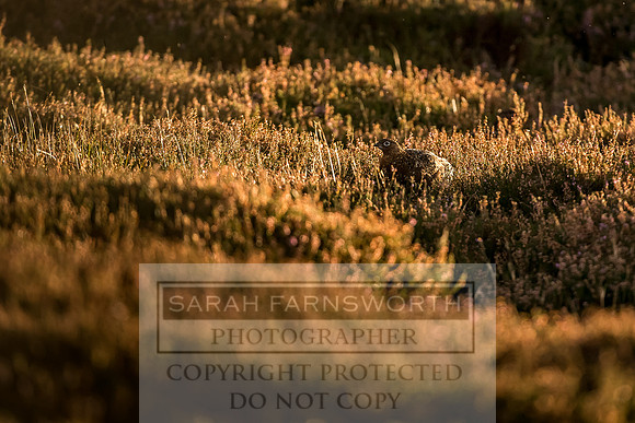 Grouse in Teesdale-40