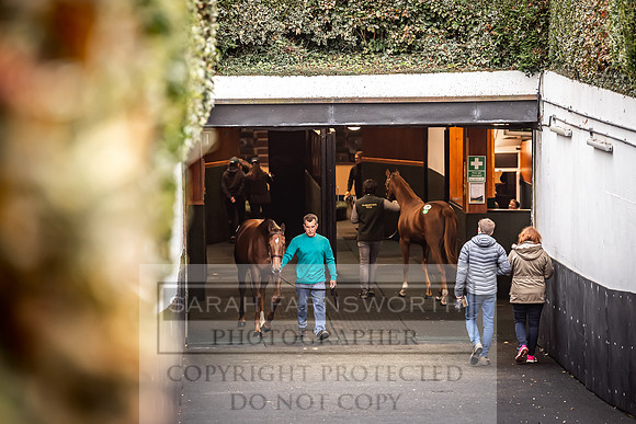 Goffs Orby 2022 Day 1-92