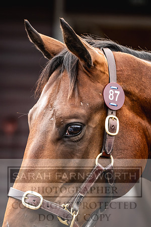 Goffs UK PY24-67