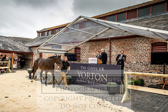 GUK Yorton Sale 2019-320