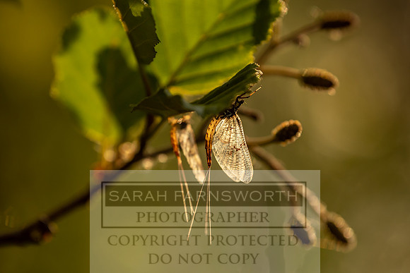Mayfly Hatch and Brown Trout 2020-90