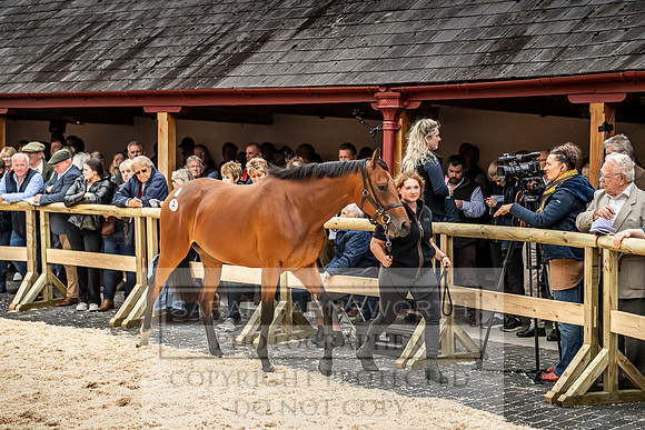 GUK Yorton Sale 2019-292