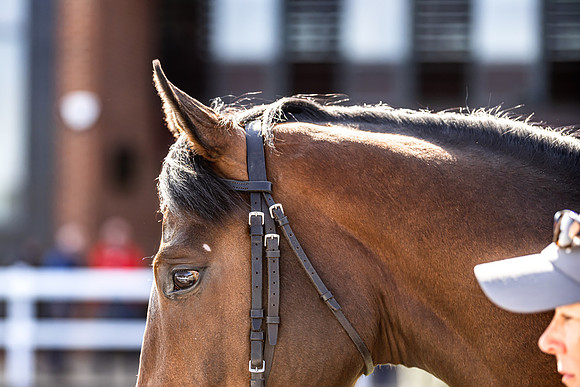 Goffs UK Breeze Up 2022-335