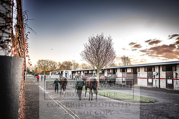 Goffs Nov Breeding Stock Sale 22-1