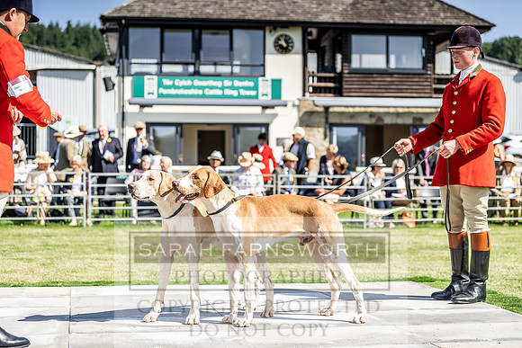 Builth Hound Show 2019-26