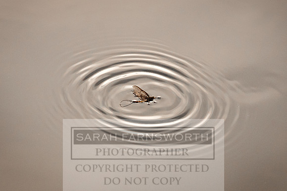 Mayfly Hatch and Brown Trout 2020-78