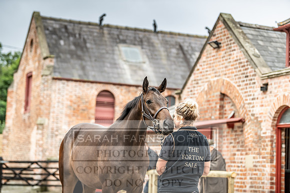 GUK Yorton Sale 2019-193