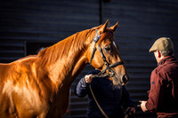 Goffs UK Breeze Up 2022-11