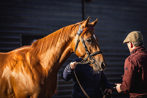 Goffs UK Breeze Up 2022-11