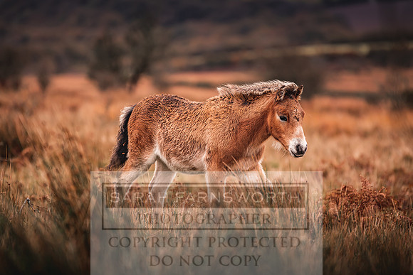 Exmoor Autumn 2020-38