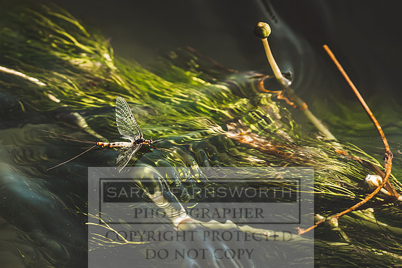 Mayfly Hatch and Brown Trout 2020-36