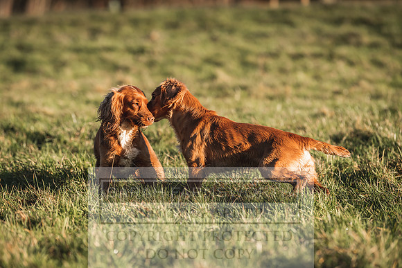 Avonmeadow Stud Dogs-29