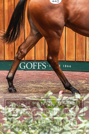 Goffs UK PY24-563