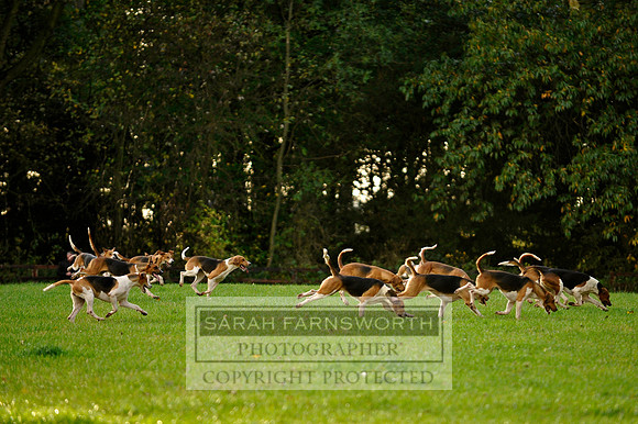 Brocklesby 021113 CF3 1252