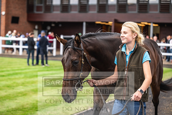 Goffs UK PY24-157