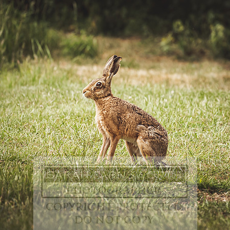 Brown Hare-1