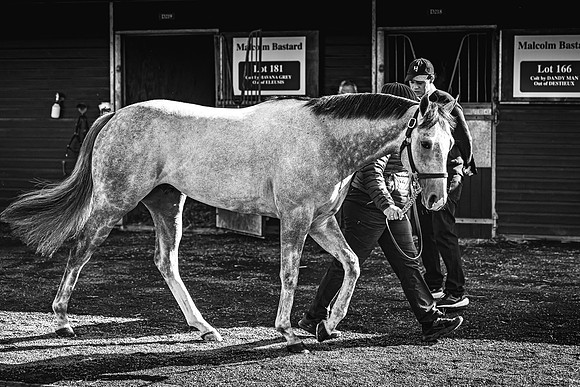 Goffs UK Breeze Up 2022-96