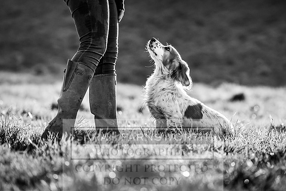 Avonmeadow Stud Dogs-65