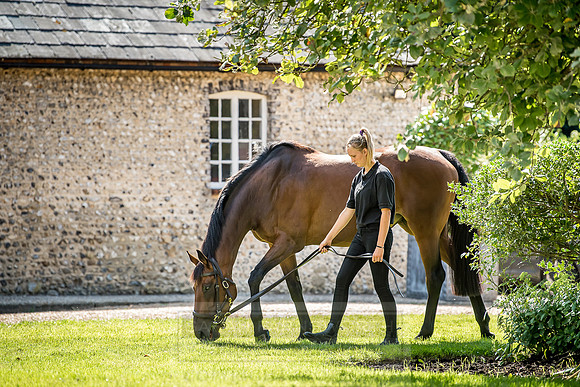 GUK Goodwood Sale 2018-17