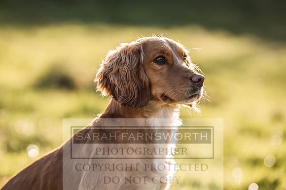 Avonmeadow Stud Dogs-52
