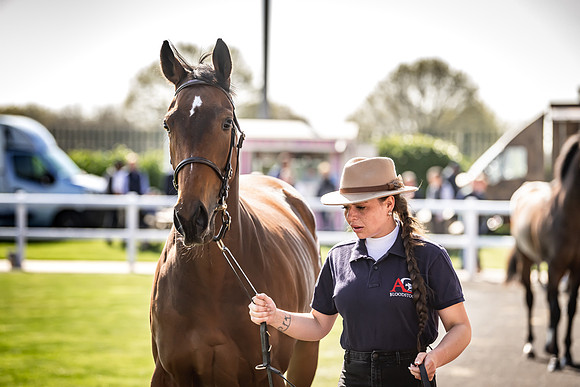 Goffs UK Breeze Up 2022-186
