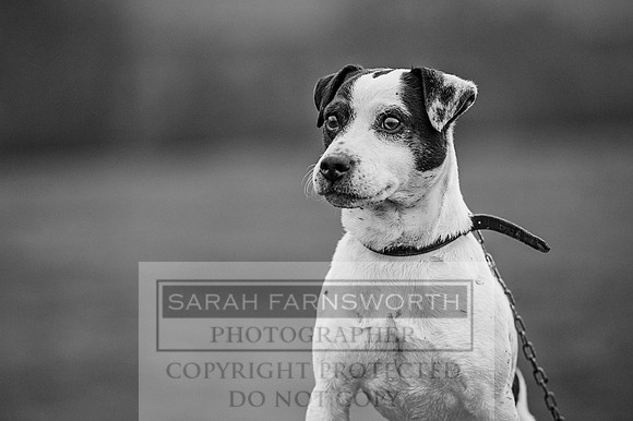 Ludlow 261215-462 bw