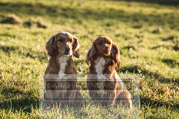 Avonmeadow Stud Dogs-42