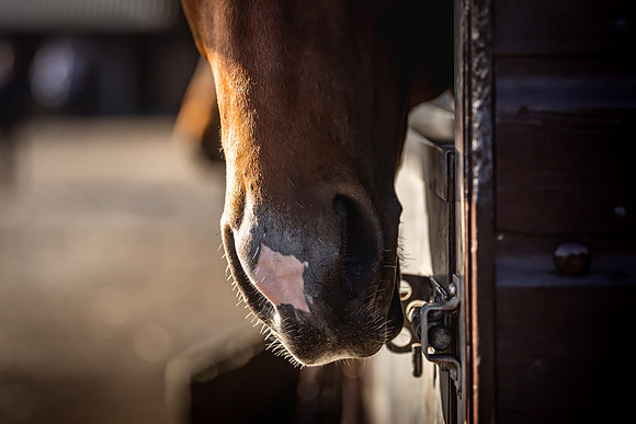 Goffs UK Breeze Up 2022-52