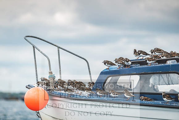 Dunlin on Kingfisher-8