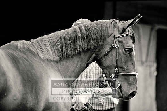 DBS YS13 Day 2 CF1 259 bw