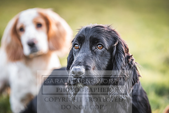 Avonmeadow Stud Dogs-149