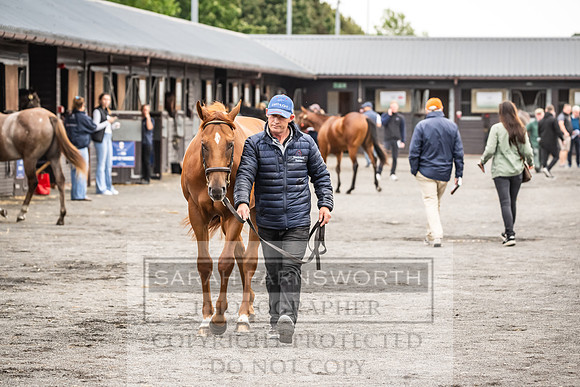 Goffs UK PY24-61